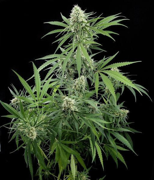 Critical F1 Feminized