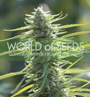 Colombian Gold Feminized