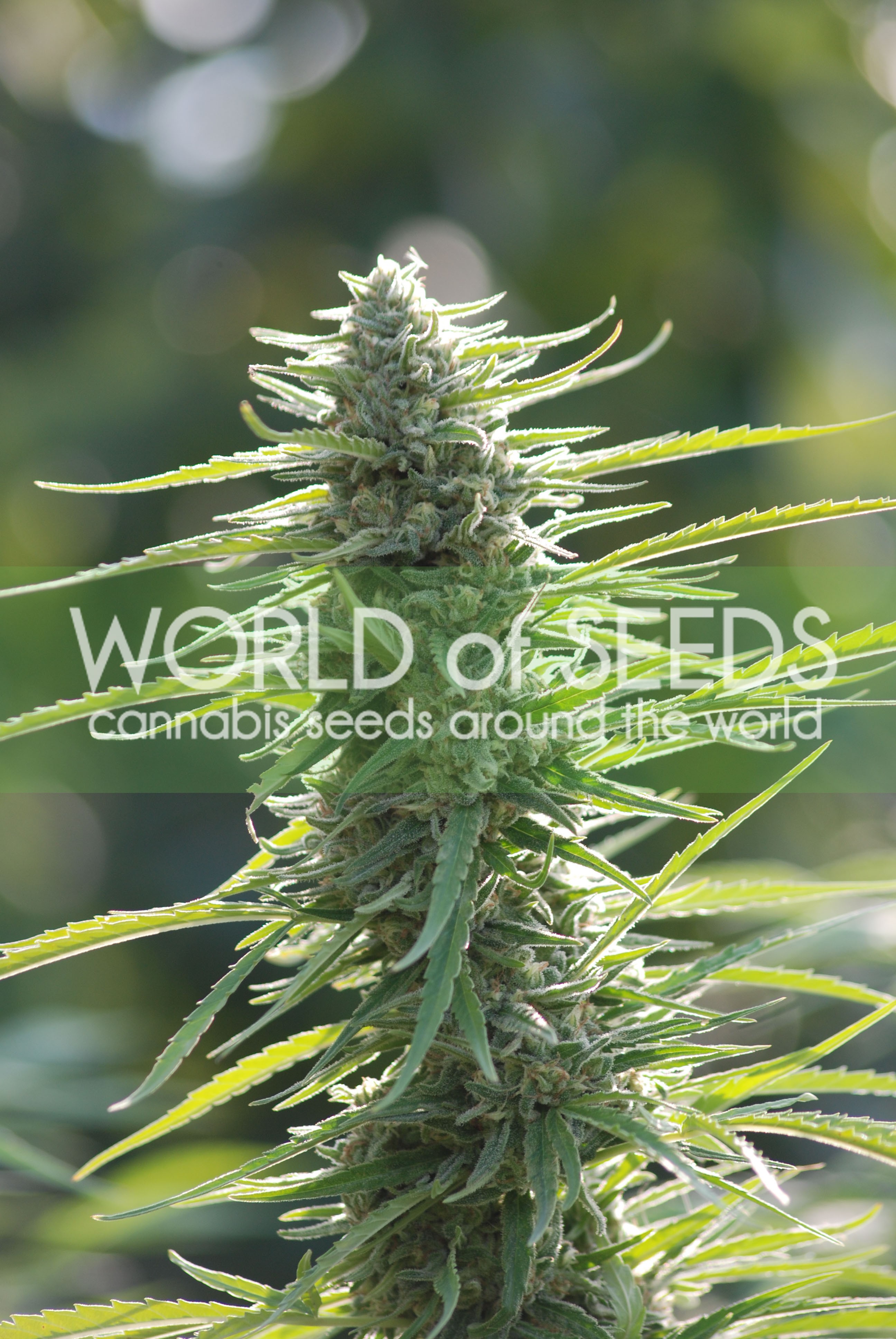 Colombian Gold Feminized