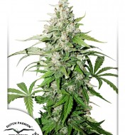 Cinderella Jack Autoflower