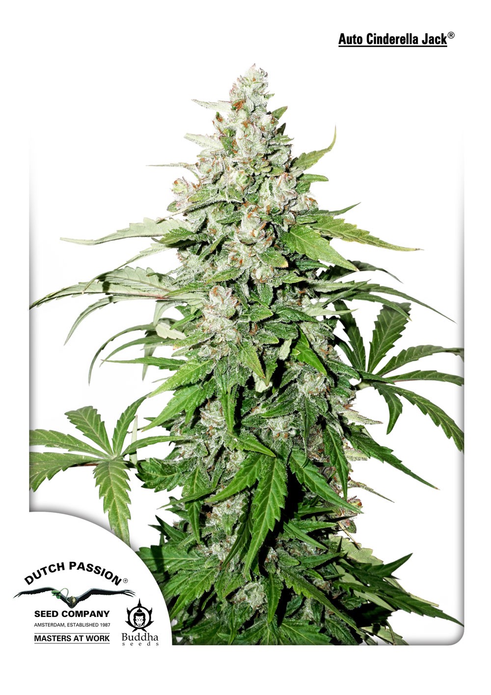 Cinderella Jack Autoflower