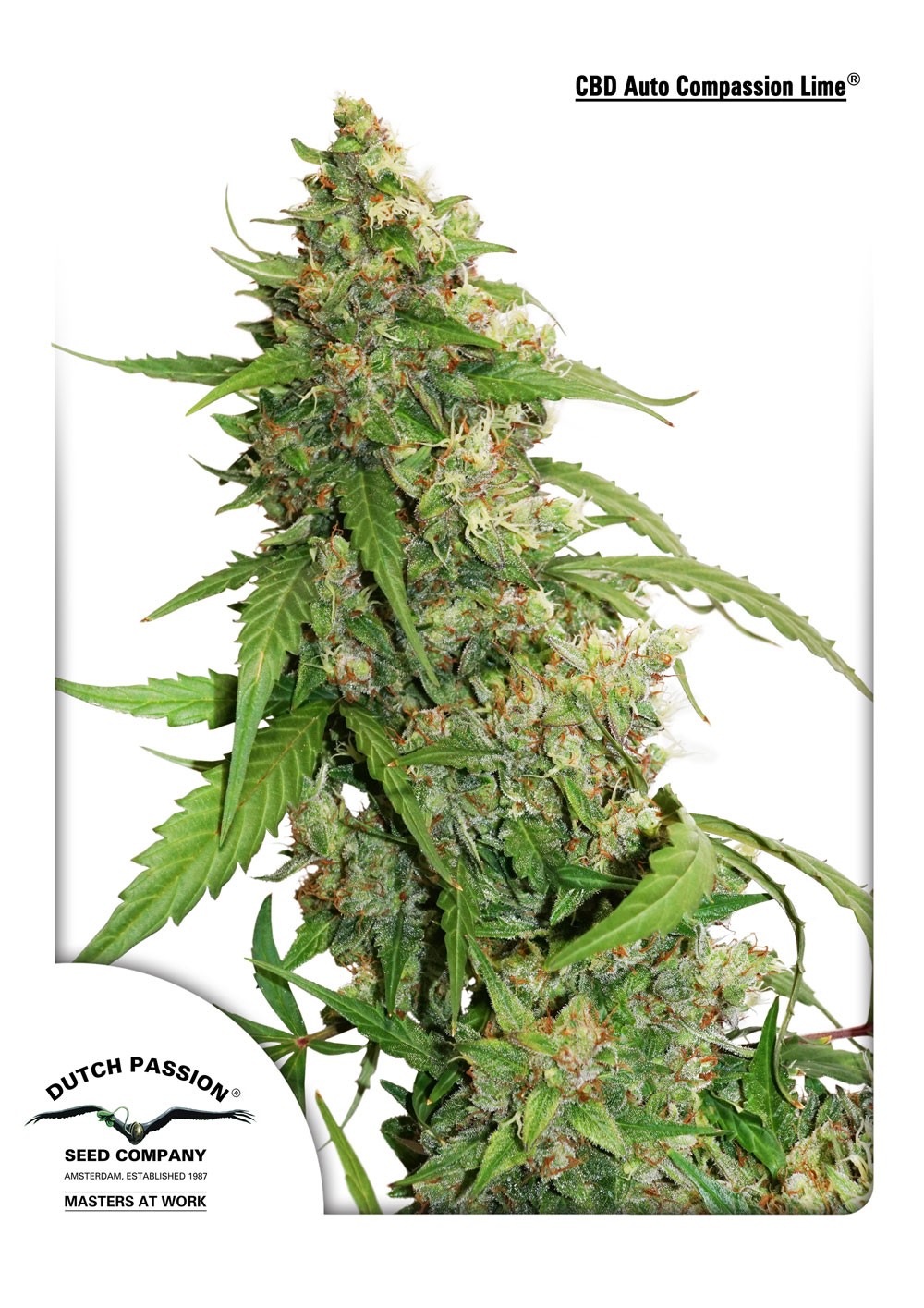 Coma Feminized
