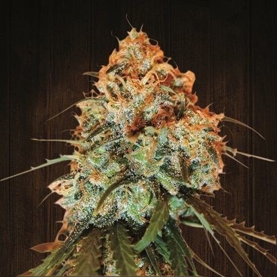 Goldan Goat Feminized