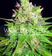 Great White Shark Regular