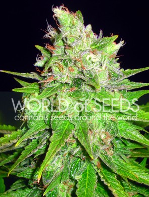 Great White Shark Regular