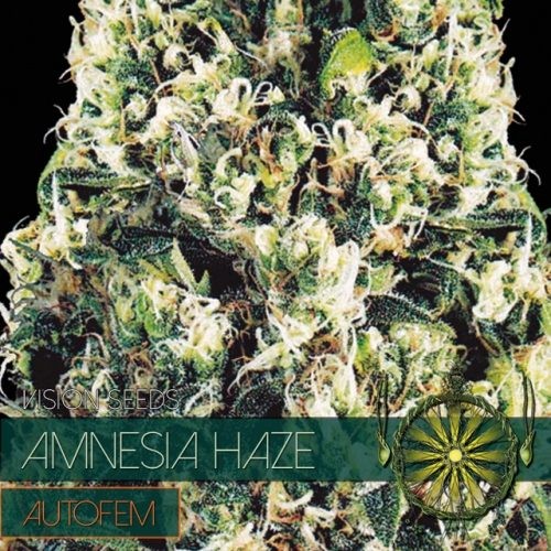 Haze Autoflower