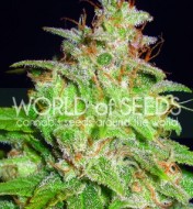 Mazar x Blueberry Feminized