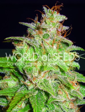 Mazar x Blueberry Feminized