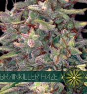 Bubblegum Haze Feminized