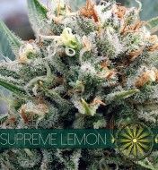 Sour Lemon Feminized