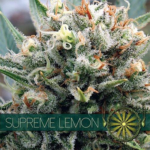 Sour Lemon Feminized