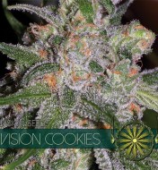 Blue Cookies Feminized
