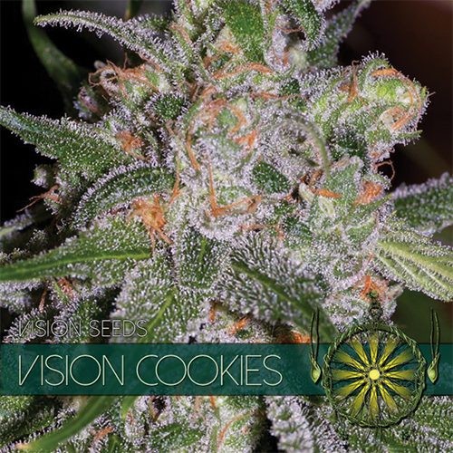 Blue Cookies Feminized