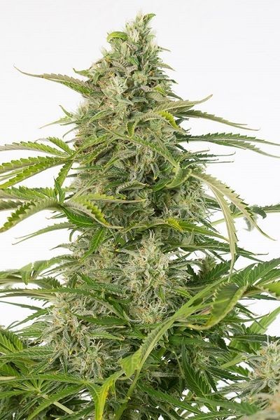 Cheese Autoflower