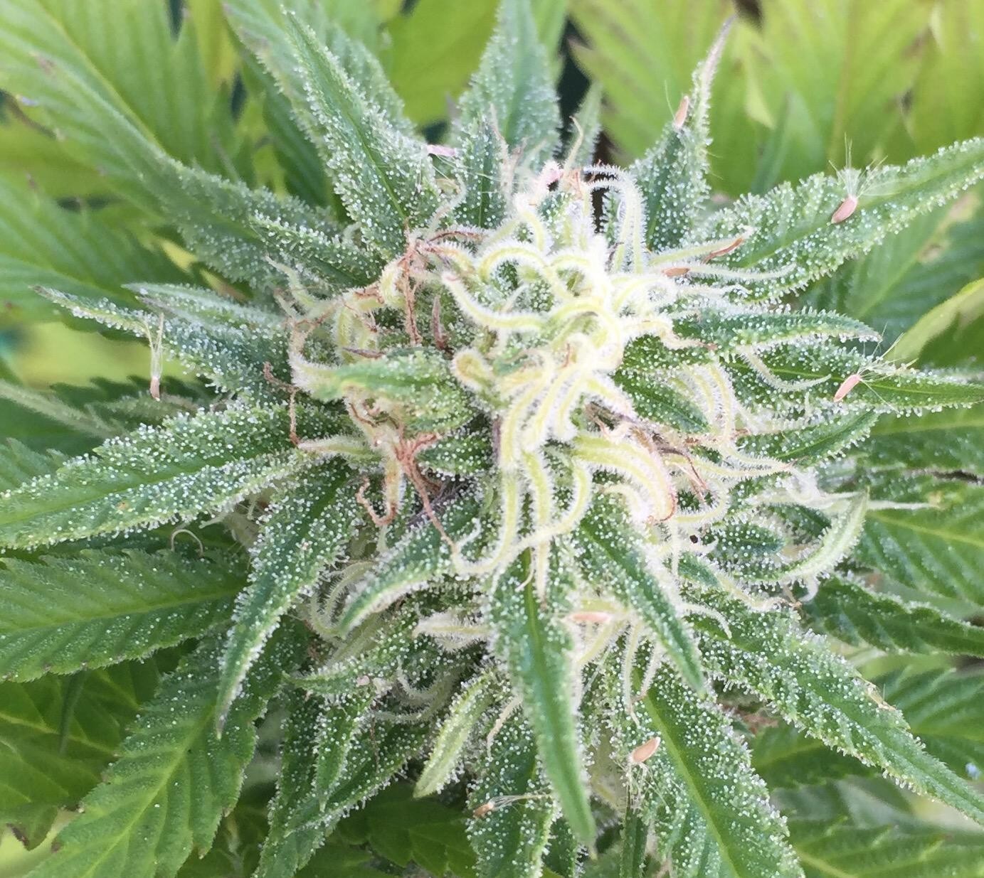 Banana Kush Regular