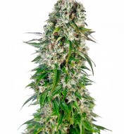 Big Bud Fast Version