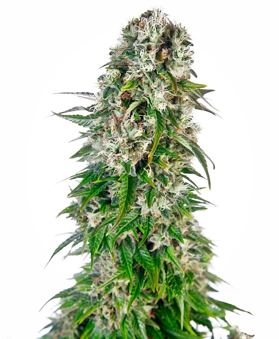 Big Bud Fast Version
