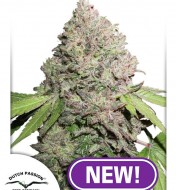 Charlotte's Web Feminized