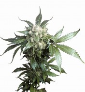 Black Domina Regular