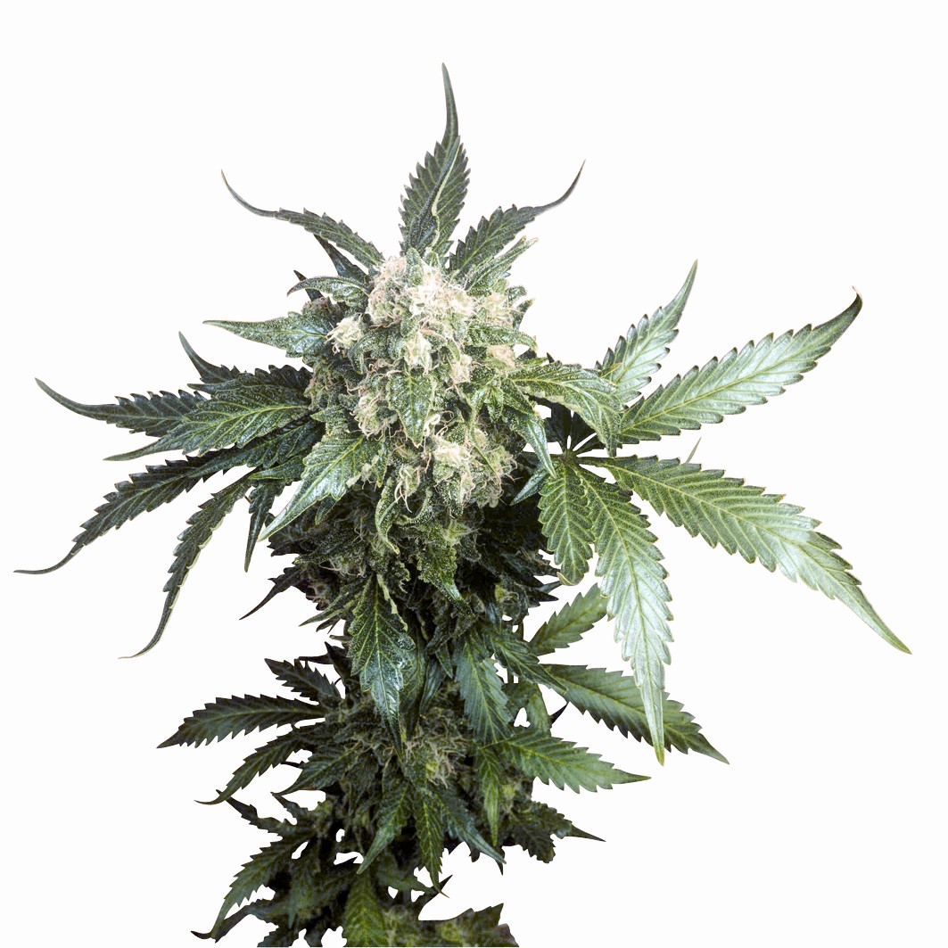 Black Domina Regular