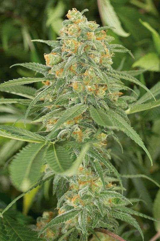 Green Crack Fast Version