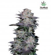 Blackberry Moonrocks Autoflower