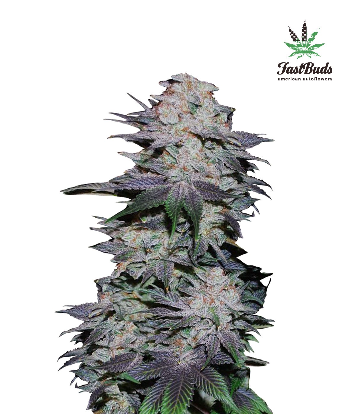 Blackberry Moonrocks Autoflower