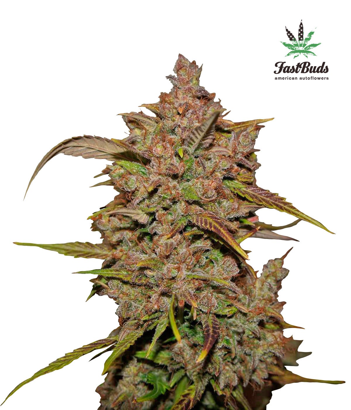 Crystal Feminized