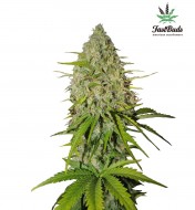 Grapefruit Feminized