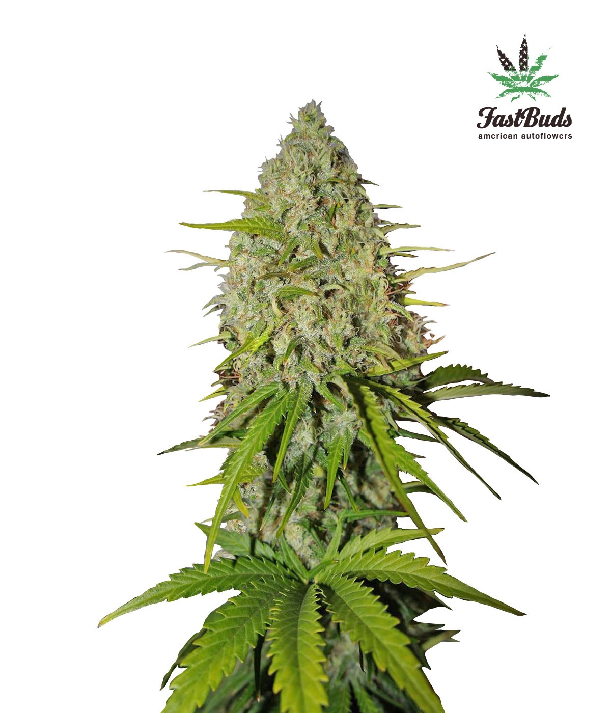 Grapefruit Feminized
