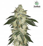 Green Crack  Autoflower