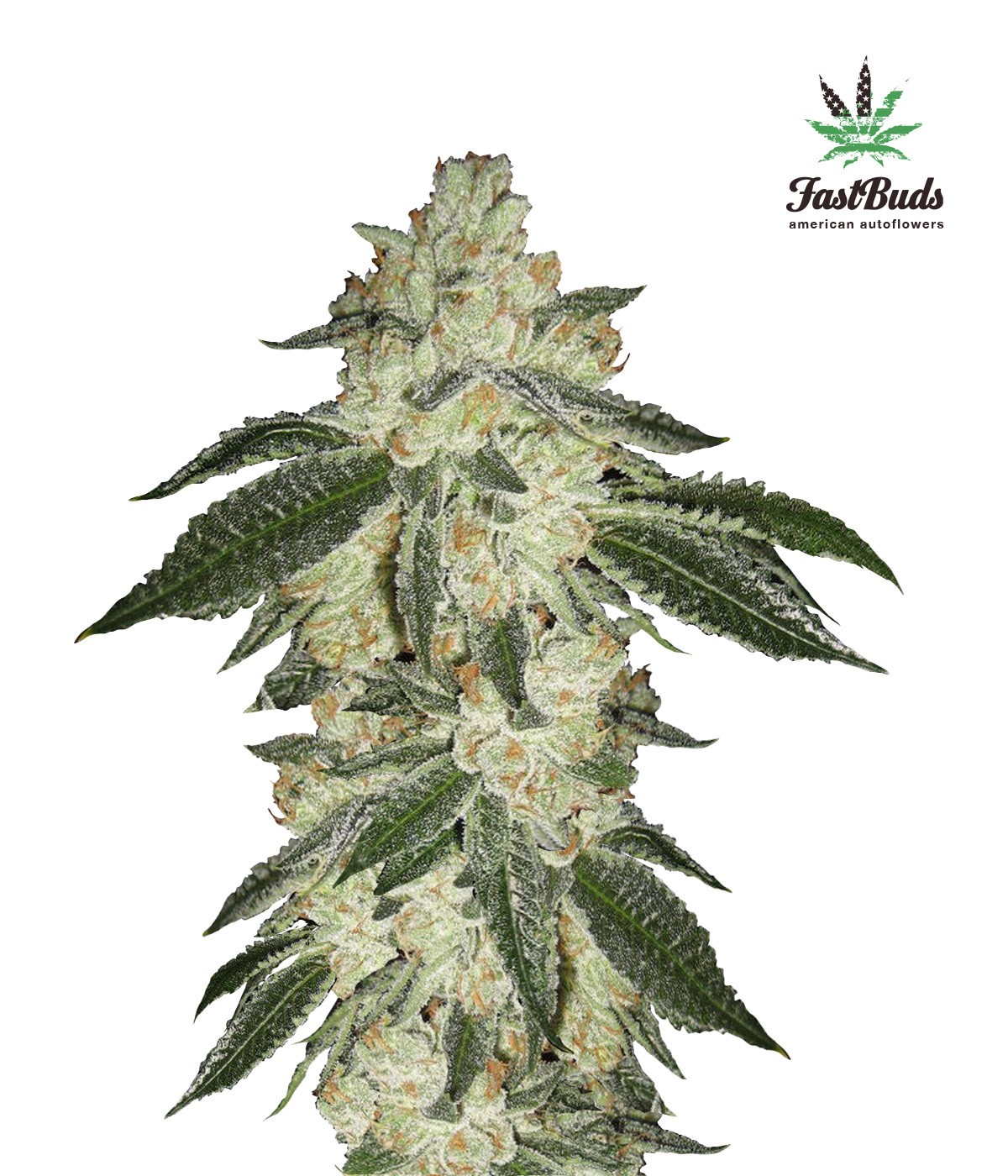 Green Crack  Autoflower