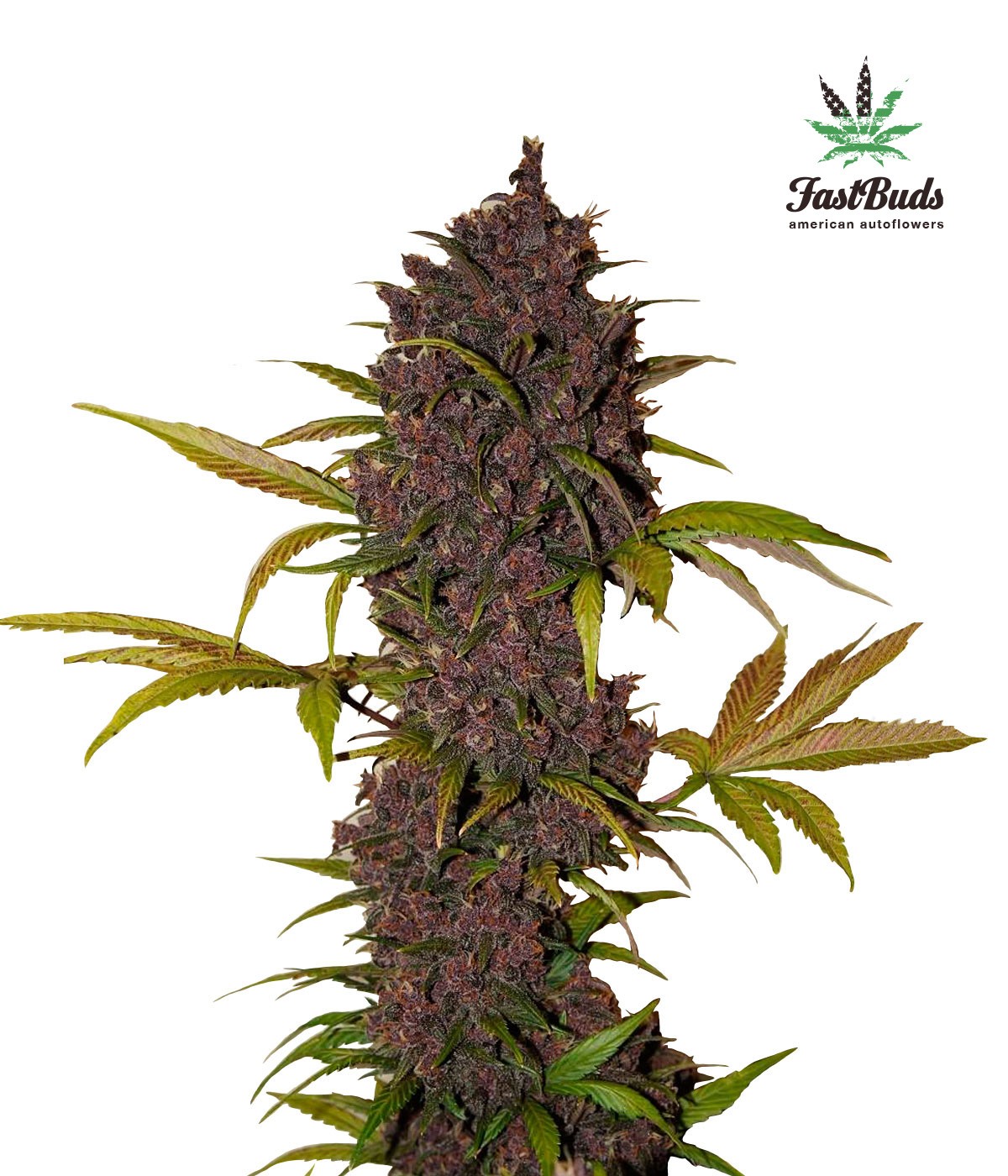 LSD Feminized