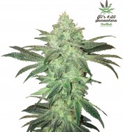 Stardawg Feminized