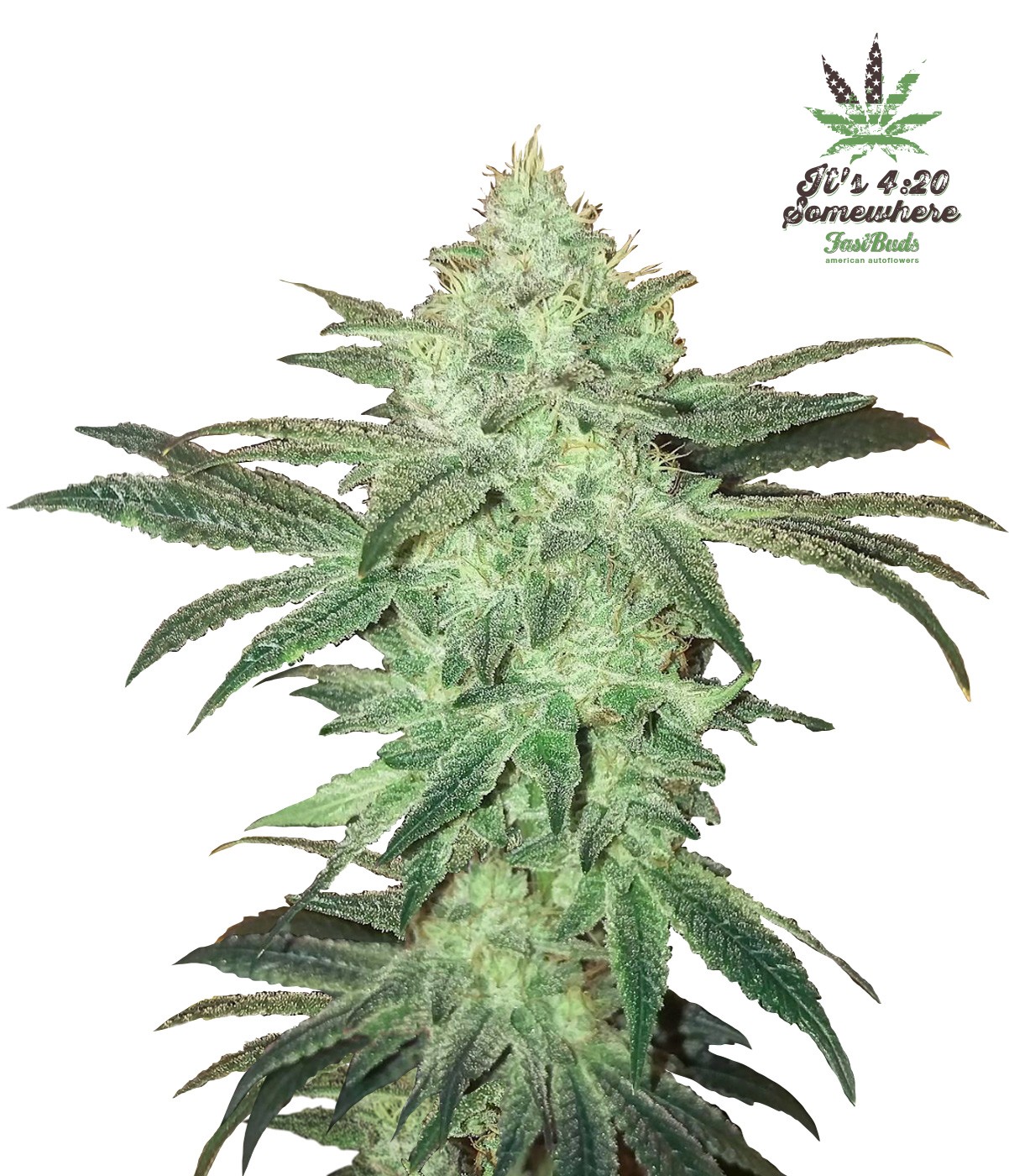 Stardawg Feminized