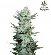 Tangie Feminized