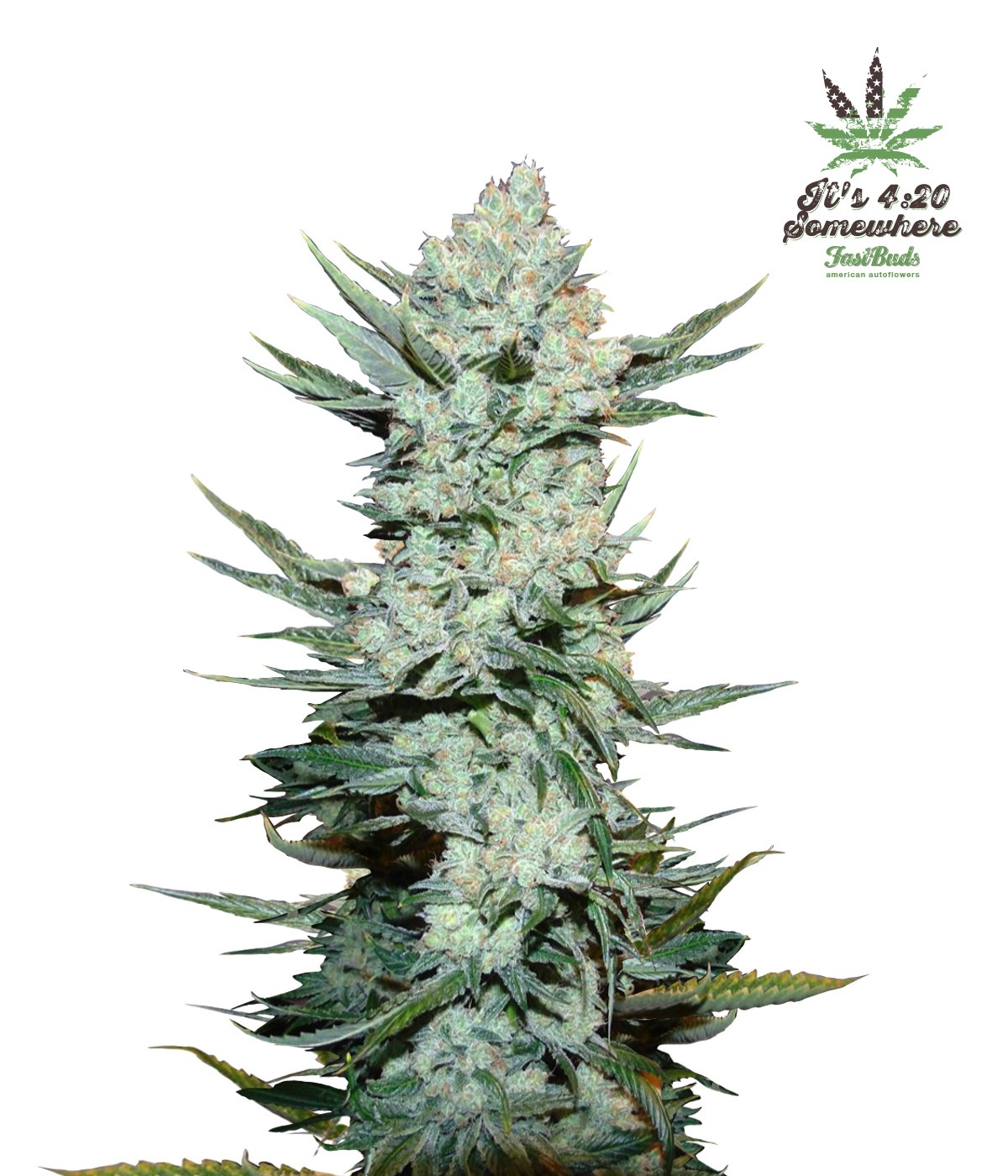 Tangie Feminized