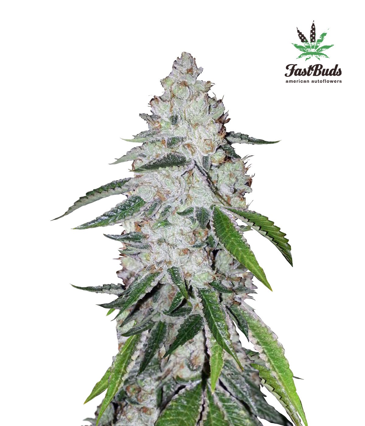 Larry OG Feminized
