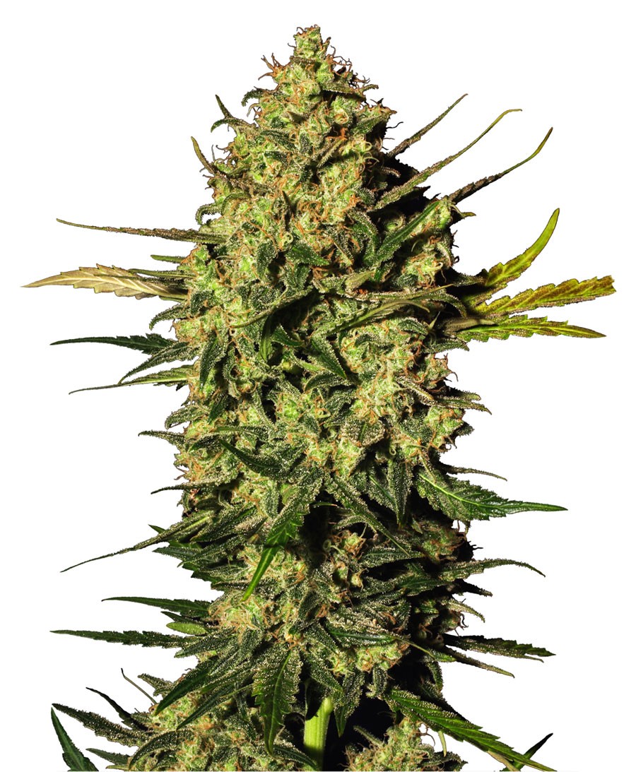 Master Kush Regular