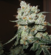 OG Kush Feminized