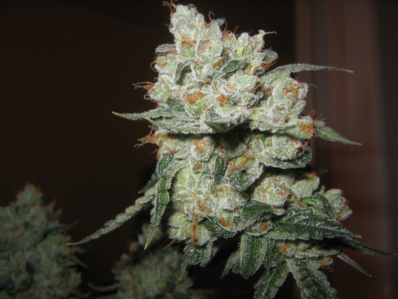 OG Kush Feminized