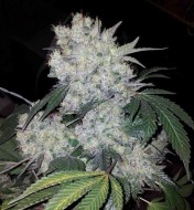White Widow Feminized