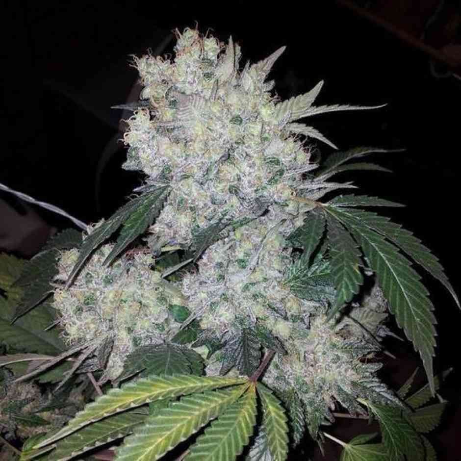 White Widow Feminized