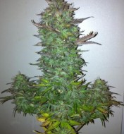 Grapefruit Autoflower