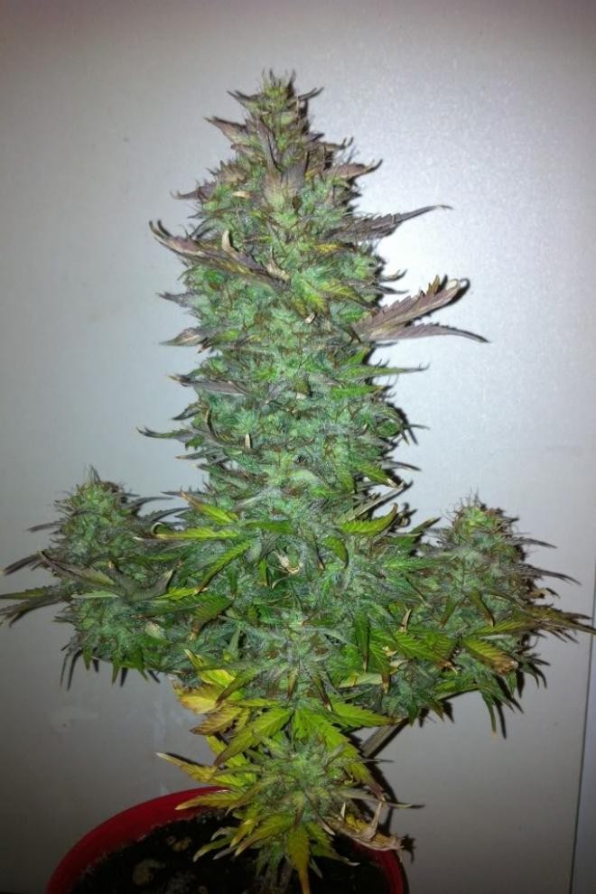 Grapefruit Autoflower