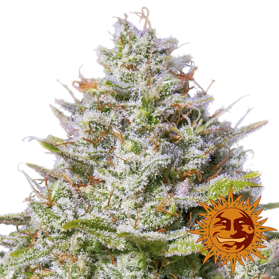 Gelato 41 Feminized