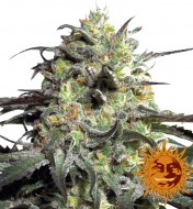 Peyote Cookies Feminized