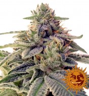 Shiskaberry Feminized