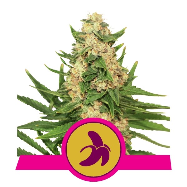 Fat Bastard Feminized