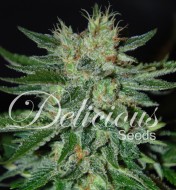 Black Sugar Feminized